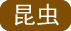 昆虫
